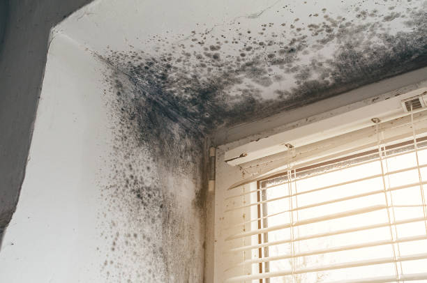 Affordable Mold Cleanup solutions in Darlington, MD